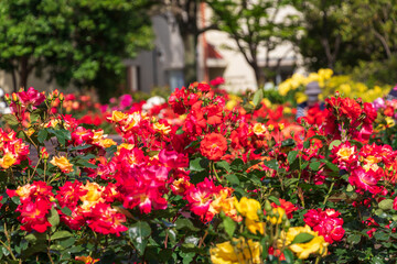 Fototapeta na wymiar 庭園に咲く色とりどりのバラの花