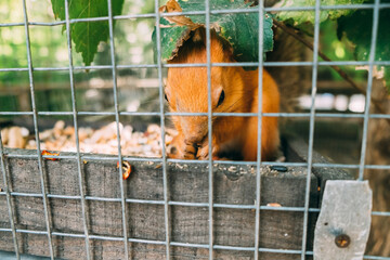 The squirrel in the zoo behind the cage eats seeds