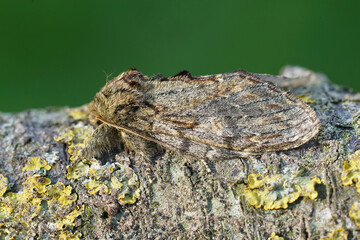Closeup of the great prominent , Peridea anceps on a lichen covered piece of wood