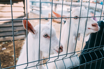 Two white goats look out of a cage in a zoo