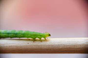 Tiny green worm larva transiting a branch