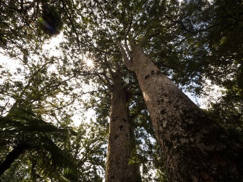 Panorama of endemic native tree Agathis australis on Waiau Kauri Grove Track on Coromandel Peninsula Waikato New Zealand