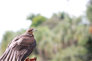 red tailed hawk perched
