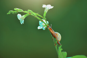 snail on a leaf