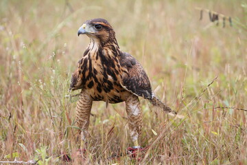 red tailed hawk buteo