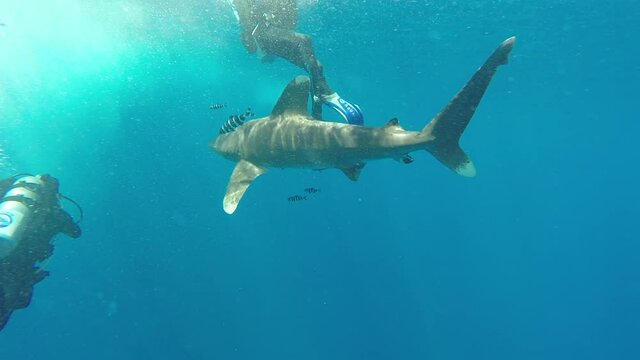 The oceanic white-tip shark, Carcharhinus longimanus, is a large pelagic shark inhabiting tropical in underwater Red Sea.
