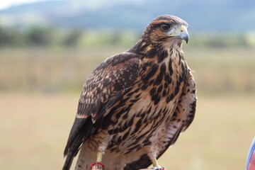 red tailed hawk buteo