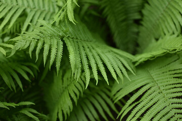 Young fern leaves in the wild