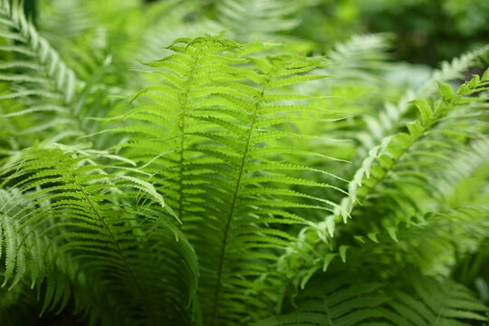 Young fern leaves in the wild