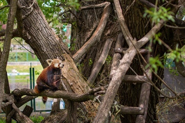 Beautiful nice playful red panda is sitting on the tree branch next to wooden ladder looking to the right side.