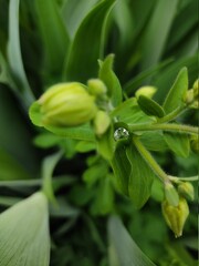 Obraz premium beans in the garden