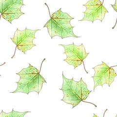 Watercolor seamless pattern of green maple leaves.  Hand drawn illustration. For decor and design.