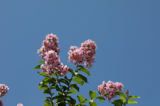 Lagerstroemia Commonly Known As Crape Myrtle Also Spelled Crepe Myrtle Tree With Red Flowers