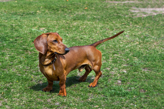 A young dachshund poses on a sunny day on a green lawn.