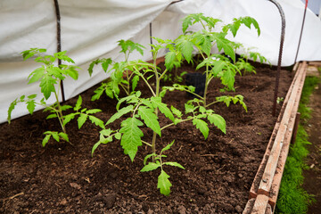 YYoung tomato sprouts are planted in the ground in a greenhouse.