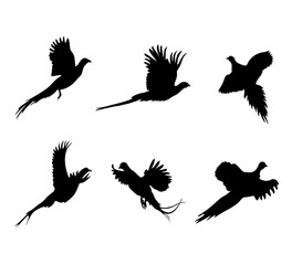 A set of flying pheasants. Vector black silhouettes of birds in different poses isolated