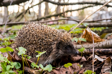Hedgehog in the forest
