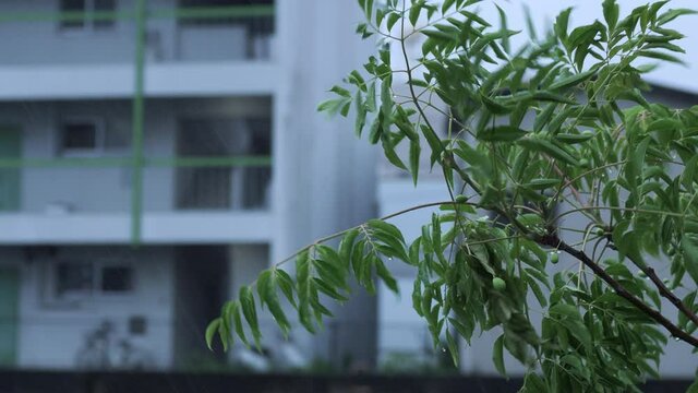 【嵐】暴風に激しくあおられる木の葉の様子　台風	
