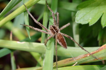 araignée pisaure admirable dans l'herbe haute