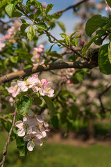 Blooming apple tree branch. Springtime, flower background. Blossom garden, floral wallpaper.
