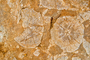Texture of a fossilised ancient sea urchin
