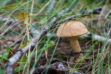 edible mushroom grows among grass and twigs