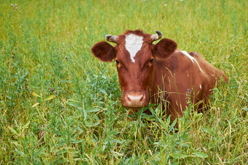 red cow with a white spot on its head lies in green grass