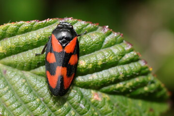 cercope sur feuille de ronce