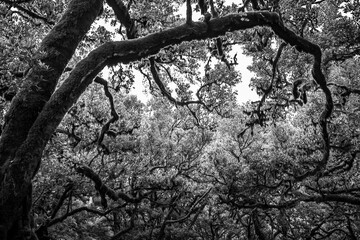 oak tree with long branches in spiral form, jungle dense forest, black and white