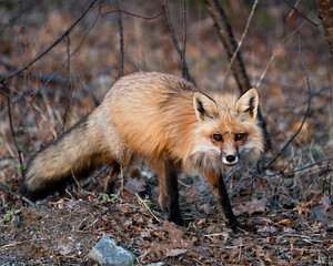 Red Fox Photo Stock. Fox Image. Close-up looking at camera in the spring season displaying fox tail, fur, in its environment and habitat with blur background.  Picture. Portrait.