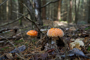 two fly agarics under a tree and dry branches