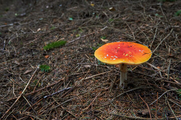 fly agaric in coniferous needles