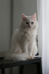 cat on the window