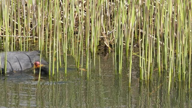 Coot feeding baby coots in the ditch of polder landscape