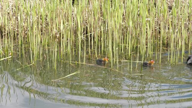 Coot feeding baby coots in the ditch of polder landscape