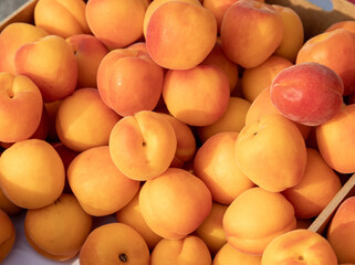 Close up shot of beautiful fruits on display in vendor's stall in fruit market in italy. Beautiful plump, bright orange and plump apricots