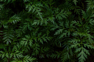 Fototapeta na wymiar Chrysanthemum/ jamanthi plant leaves forming texture pattern background 