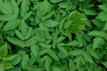 Foresty green leaves texture and background. Top view. Copy space. 