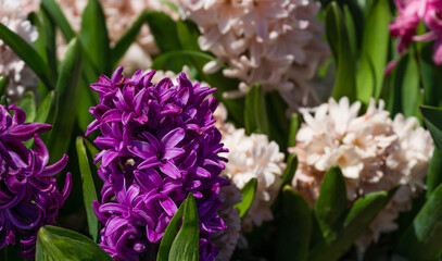 Macro of pink and purple Hyacinthus orientalis (common hyacinth, garden or Dutch hyacinth) in...