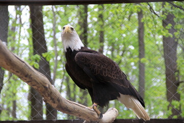 Eagle in a cage
