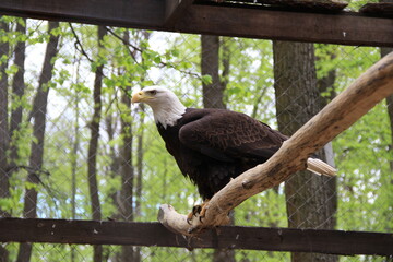 Eagle in a cage
