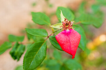 innermost part (pistal) of a red rose flower
