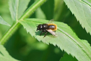 A female European orachard horned mason bee , Osmia cornuta, is warming up in the morning before starting up another working day.