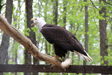 Eagle in a cage

