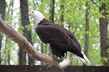 Eagle in a cage
