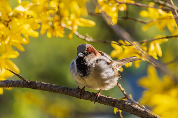 House sparrow perched on a branch of blooming yellow forsythia 