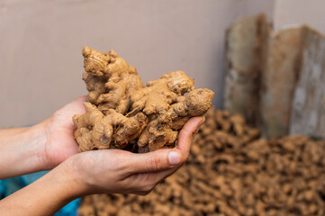fresh ginger in farmer's hand
