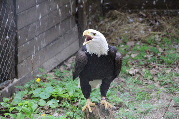 Eagle in a cage
