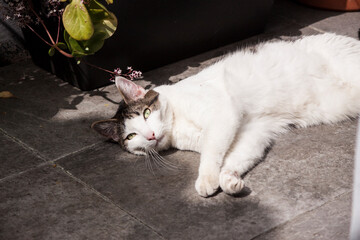 gato blanco de ojos verdeen la terraza de su casa observando  y descansando, tranquilo