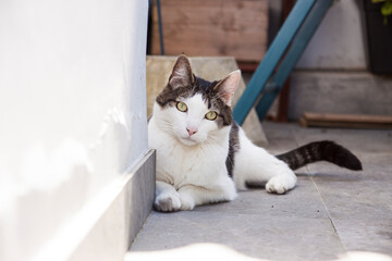gato blanco de ojos verdeen la terraza de su casa observando  y descansando, tranquilo